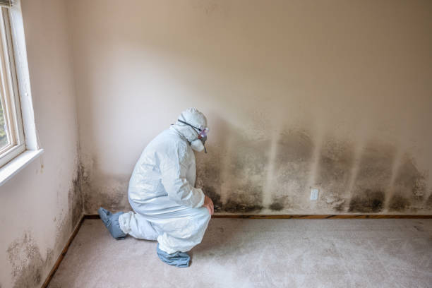 Trusted Warren, PA Mold Prevention & Removal  Experts